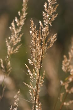 Golden grasses in backlight