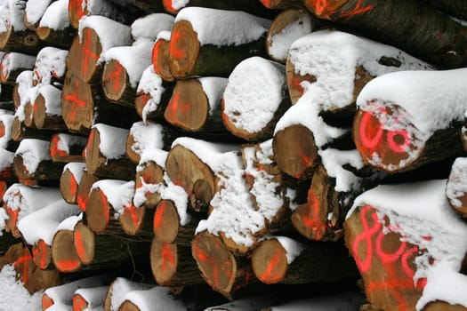 Tree trunk stack with markings and snow cover