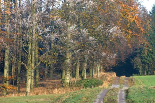 Forest path in early winter
