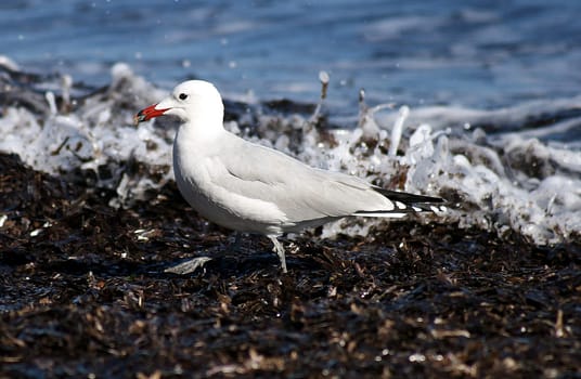 Seagull,photographed in Mallorca
