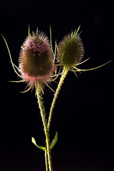 Cardoon thistle