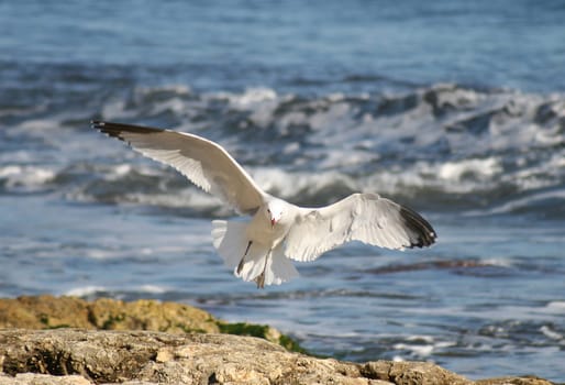 Seagull recorded in Mallorca