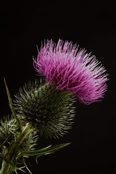 Common scratch thistle Cirsium vulgare