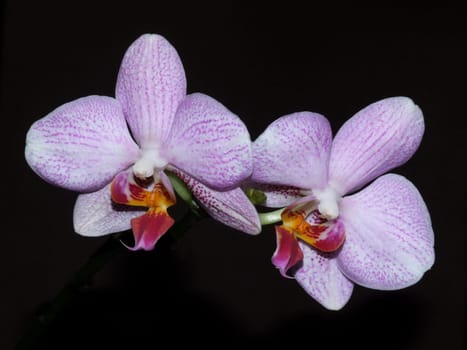 Delicate purple