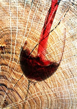 Barrique wine II