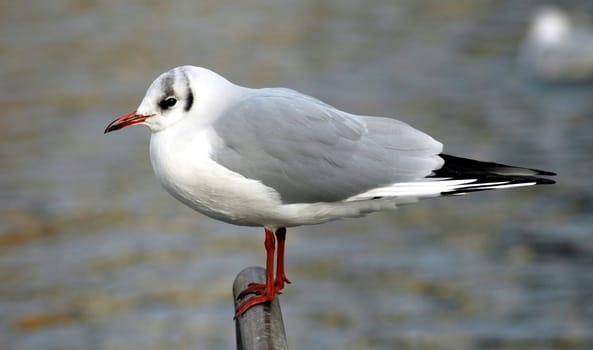 Gull