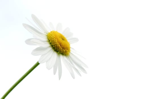 Leucanthemum vulgare