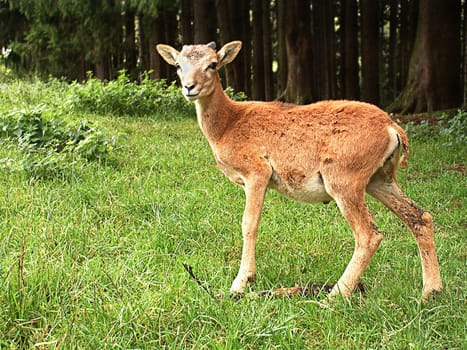 Mouflon - Wild Sheep