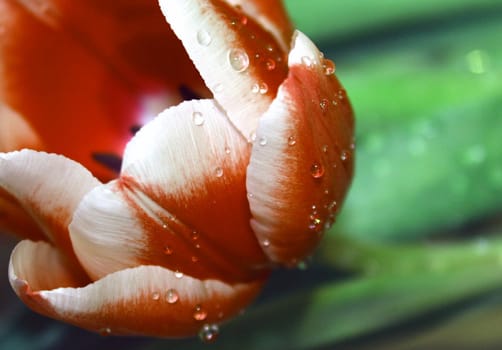 Tulip,macro shot