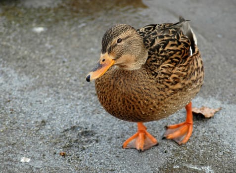 Duck