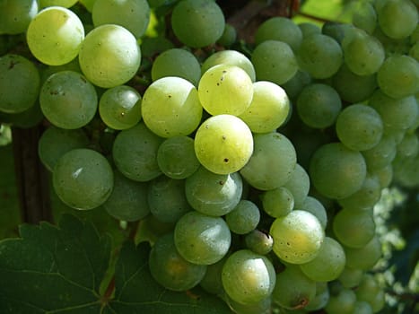 Grapes
