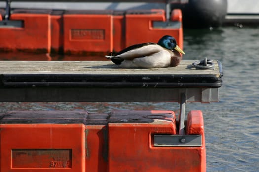 Mallard takes a break on a jetty