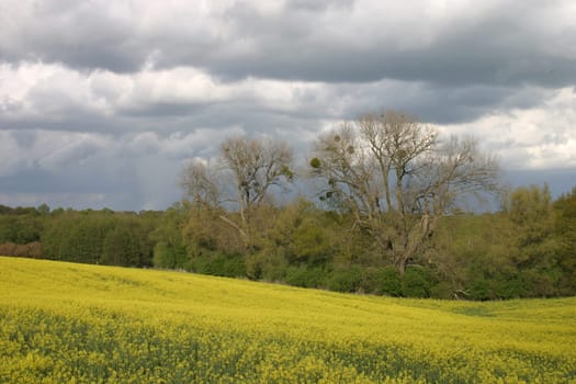 Thunderstorm sky over blooming rapeseed field