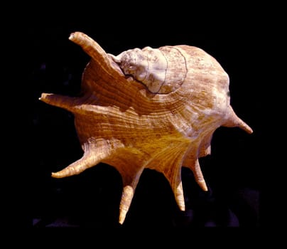 Sea snail