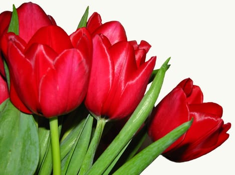 Spring sends its regards,at the moment only in the living room.