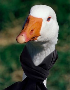 Avian influenza