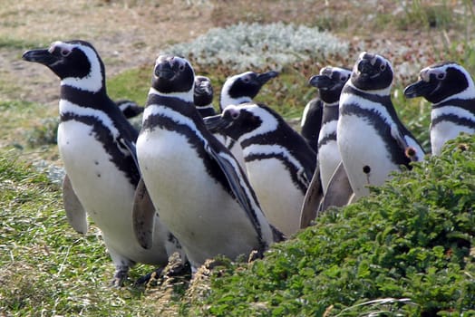 Magellanic Penguins