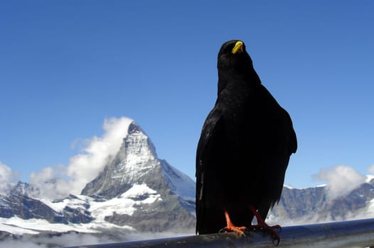 Alpine chough in front of the Matterhorn