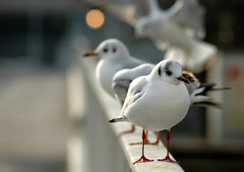 Seagulls