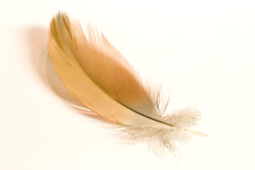 Goose feather