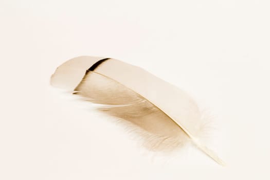 Black and white goose feather