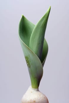 Tulip just before flowering
