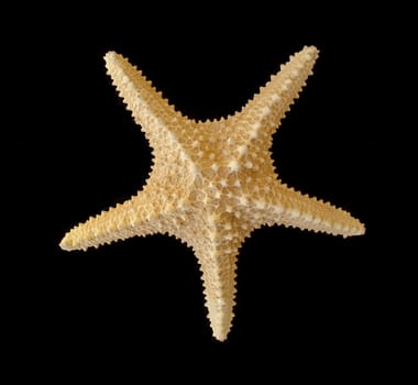 Starfish