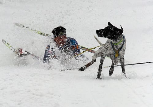 Sled dog race on 18.02.06 in Winterberg