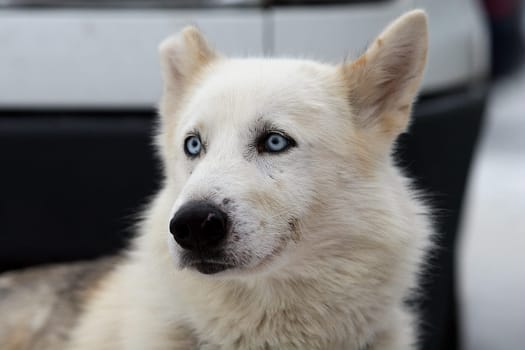 Husky