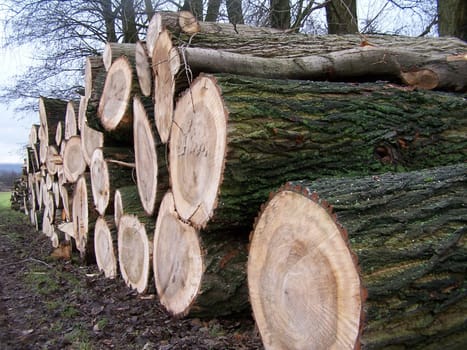 Logs