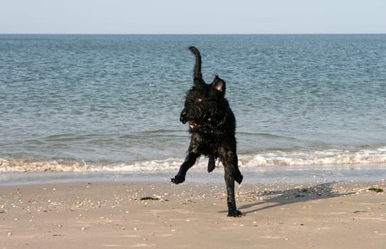 Dog madness