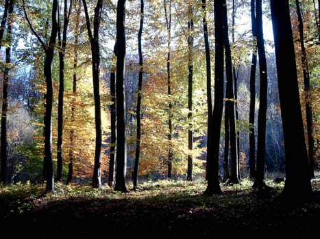 Autumn forest