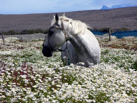 Marguerite Horse