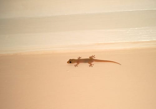 Gecko