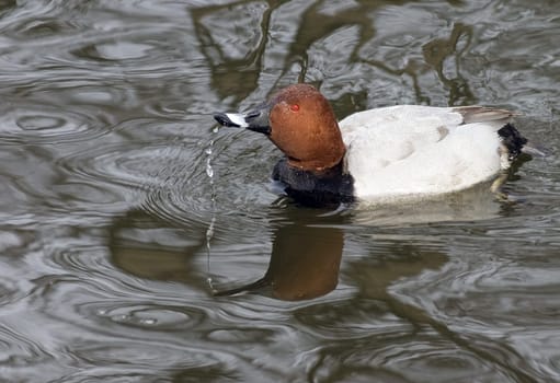 Water-wide-spitting