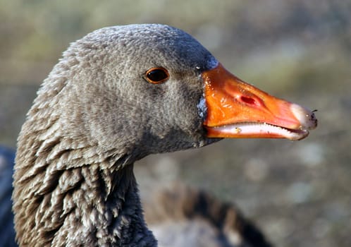 Wild geese spend the winter on the Rhine