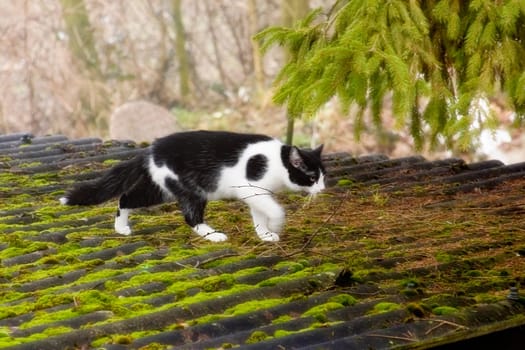 On the roof...