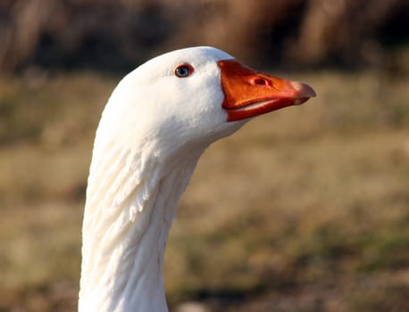 Wild goose on the Rhine