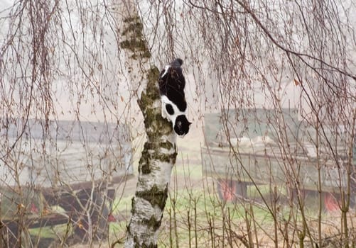 Julla on a tree tour