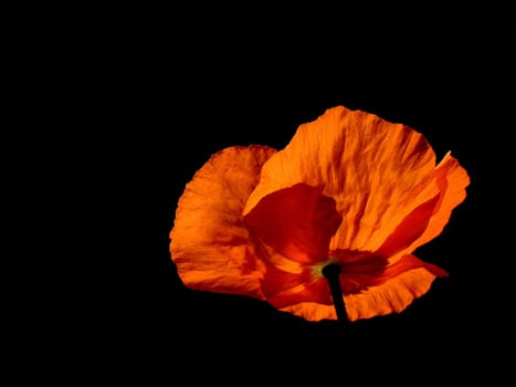 The picture was taken in the garden against a dark background,while the flower was illuminated by the sun from behind