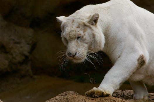 Bleached,no white tiger