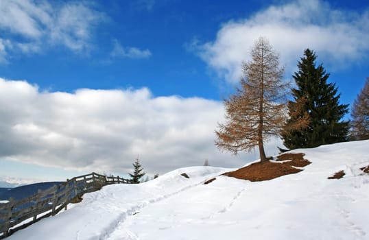 Larch