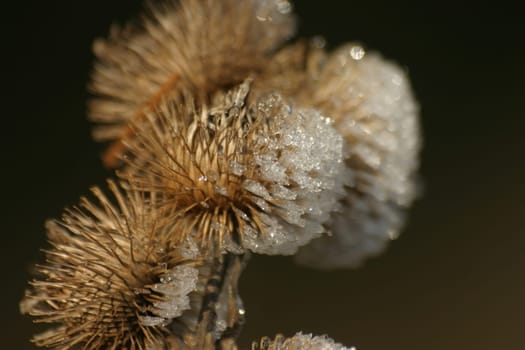 Dried-up thistle with hoarfrost coating