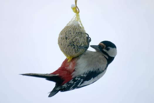 Great spotted woodpecker (Picoides major) on a dumpling
