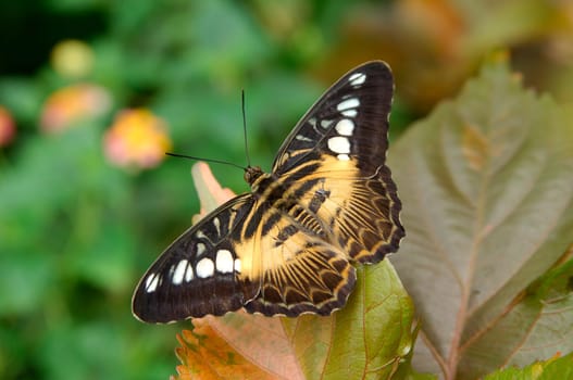 Sailor,(Parthenos sylvia)