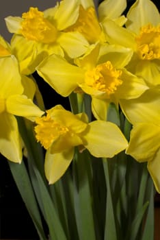 early spring in your own home