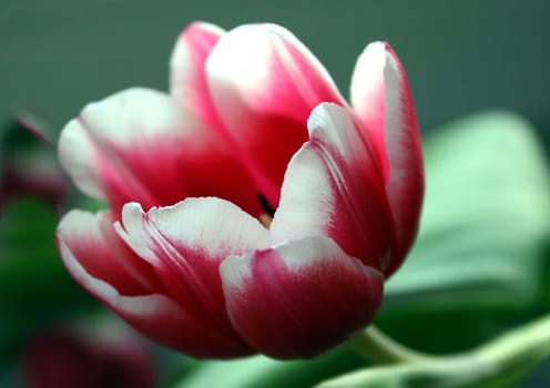 Tulip