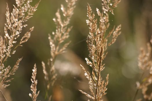 Golden grasses in backlight