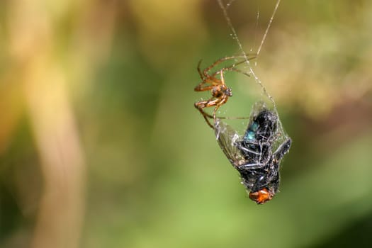 Spider with wrapped fly