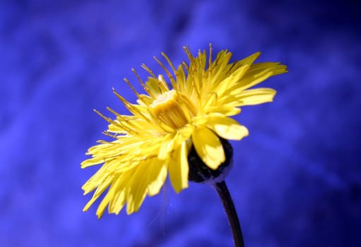 lonely flower by the wayside.